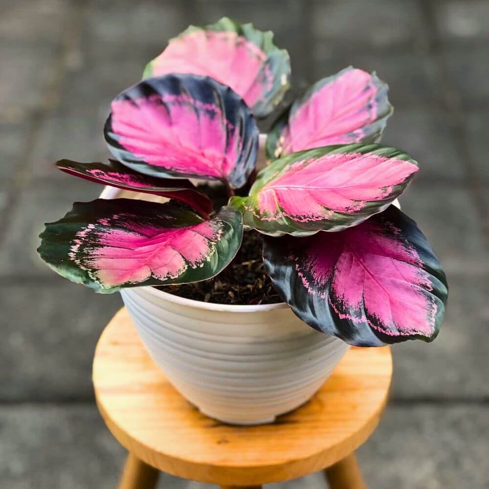 Calathea Roseopicta plant