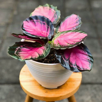 Calathea Roseopicta plant