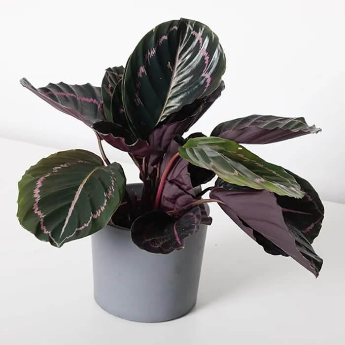 Calathea Roseopicta plant