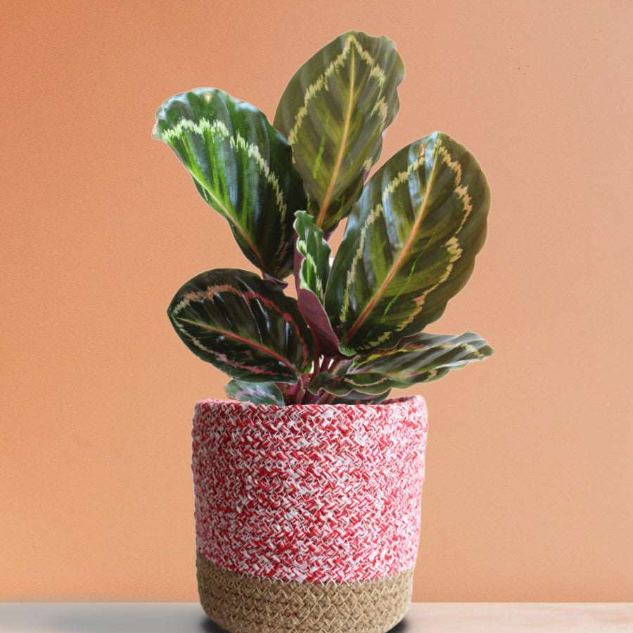 Calathea Roseopicta plant
