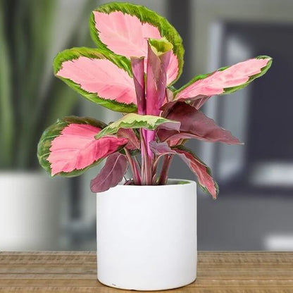 Calathea Roseopicta plant