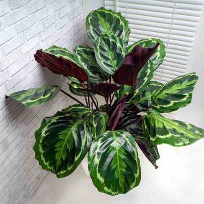 Calathea Roseopicta plant