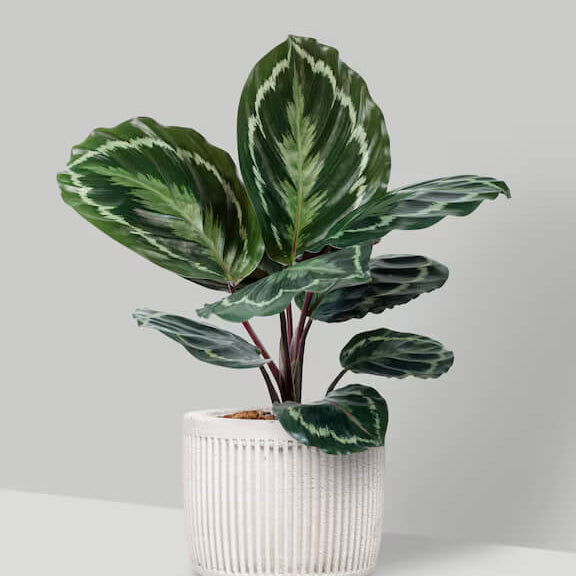 Calathea plant