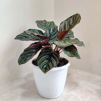 Calathea plant