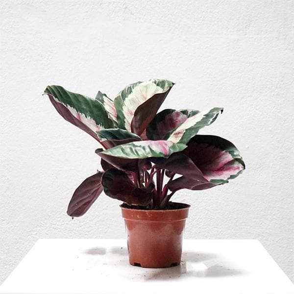 Calathea plant