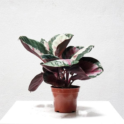 Calathea plant