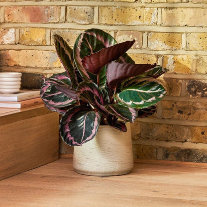 Calathea plant