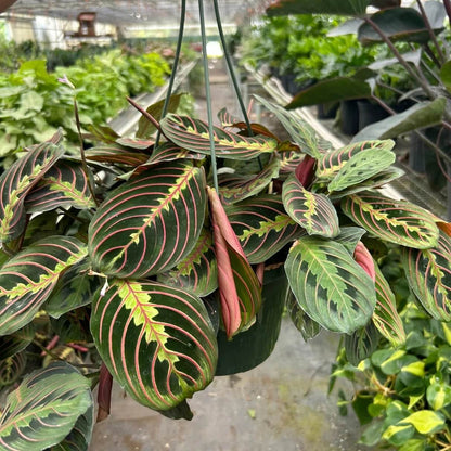 Calathea plant