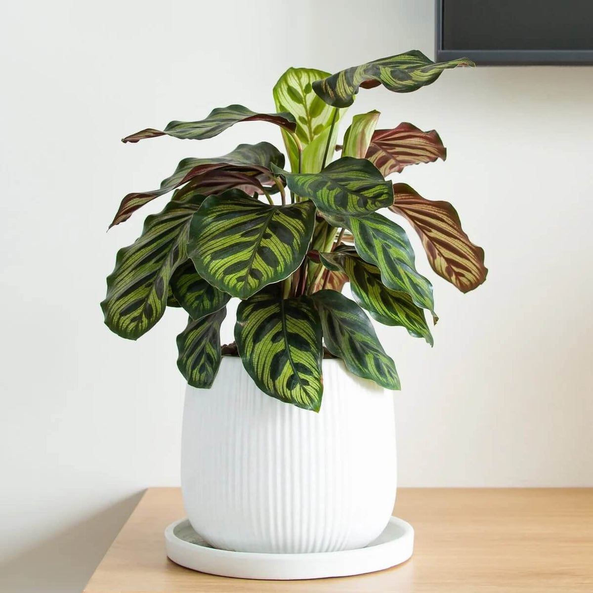 Calathea plant