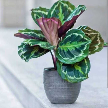 Calathea plant