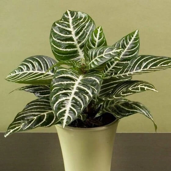 Calathea plant