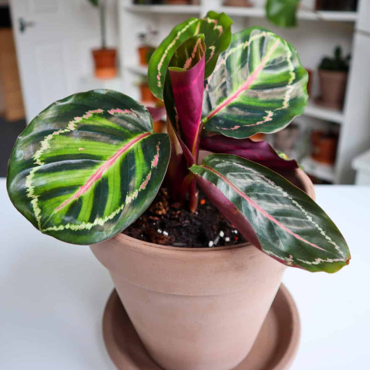 Calathea plant