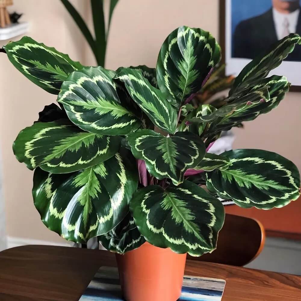 Calathea plant