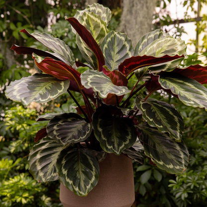 Calathea plant
