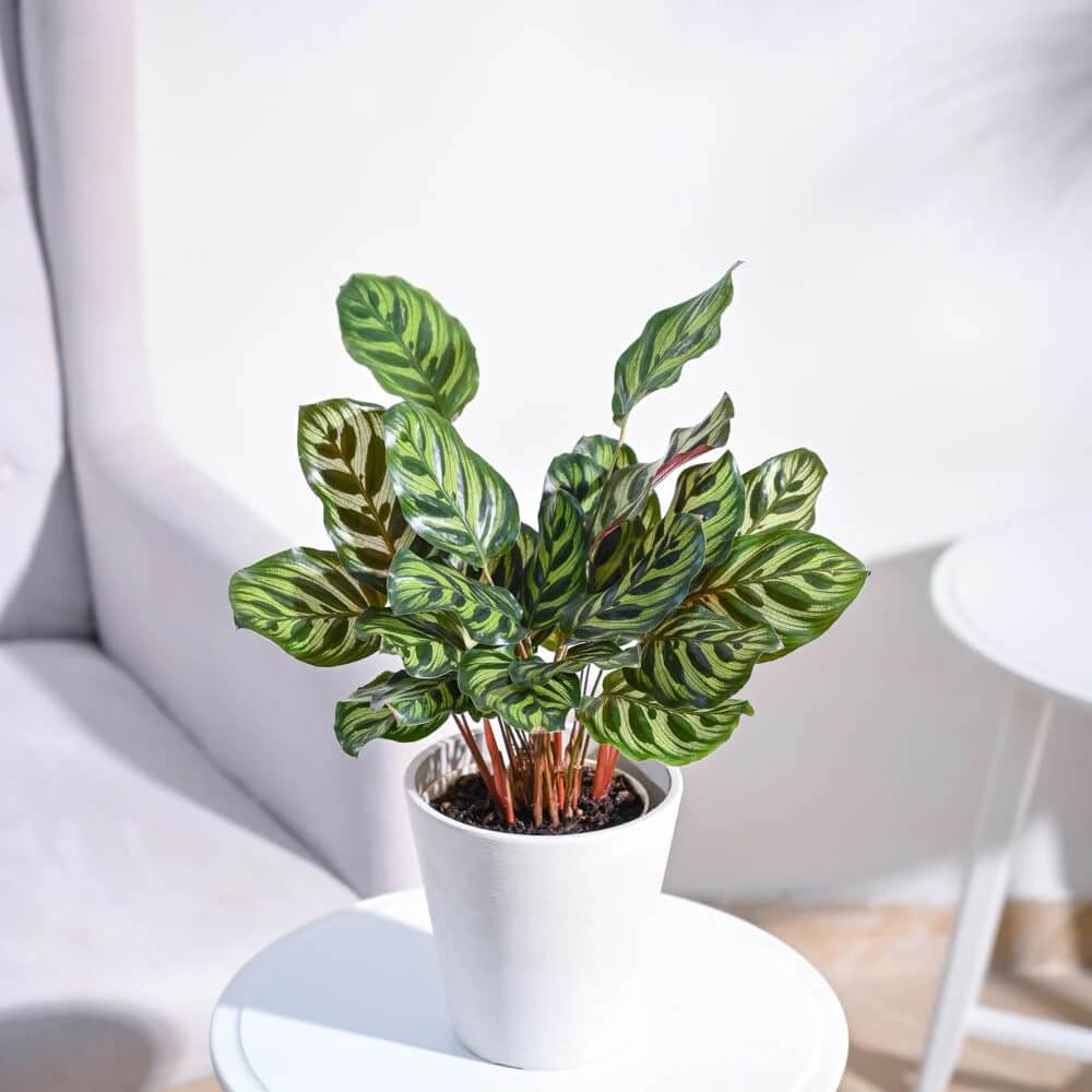 Calathea plant