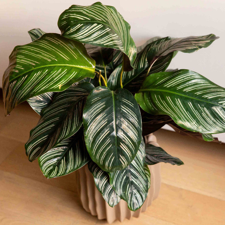 Calathea plant