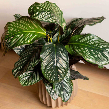 Calathea plant