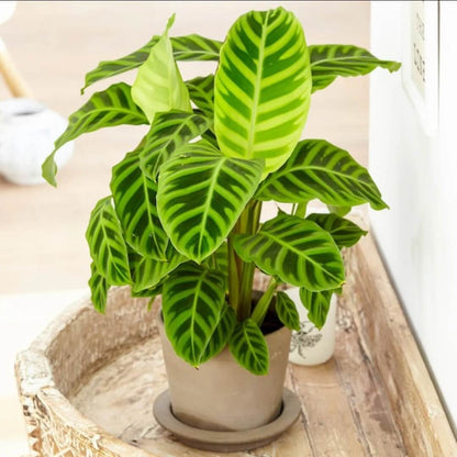 Calathea Zebrina plant