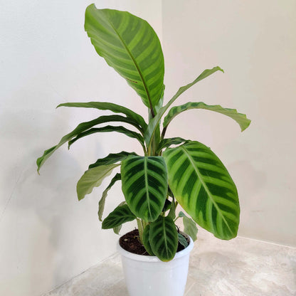 Calathea Zebrina plant