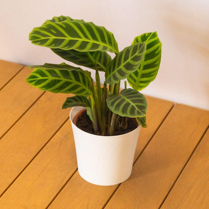 Calathea Zebrina plant