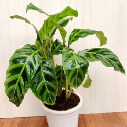 Calathea Zebrina plant