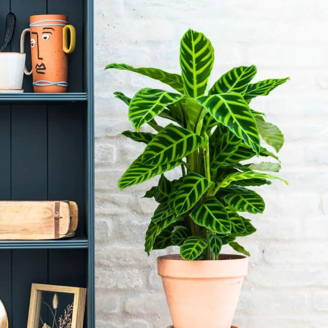 Calathea Zebrina plant