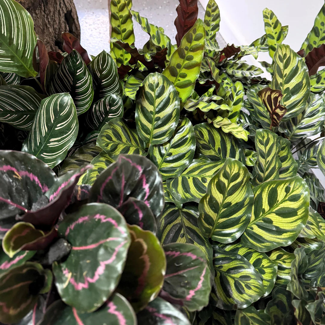 Calathea flower seeds