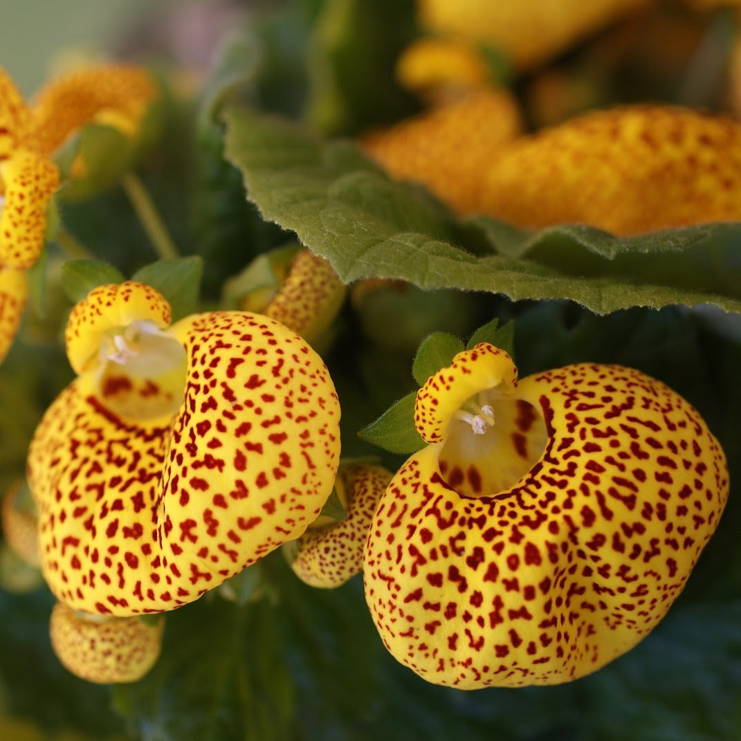 Calceolaria Purse flower seeds