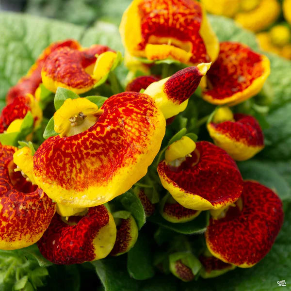 Slipper flower seeds