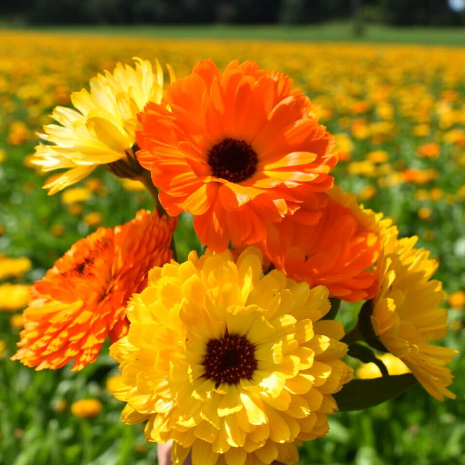Fancy Mix Calendula plant
