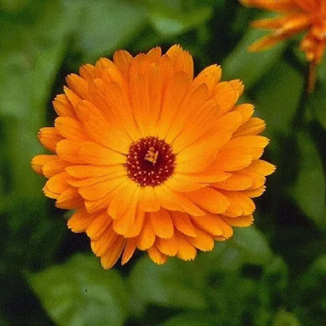 Colors Calendula flower seeds