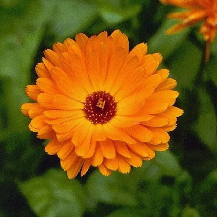 Colors Calendula flower seeds