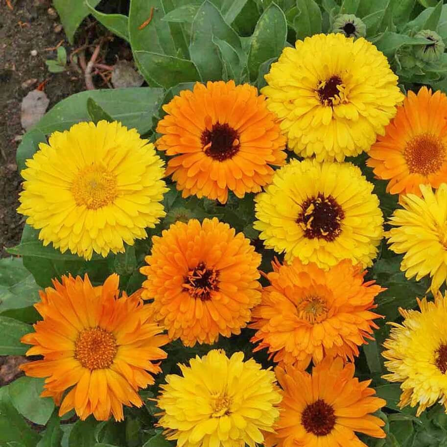 Calendula plant