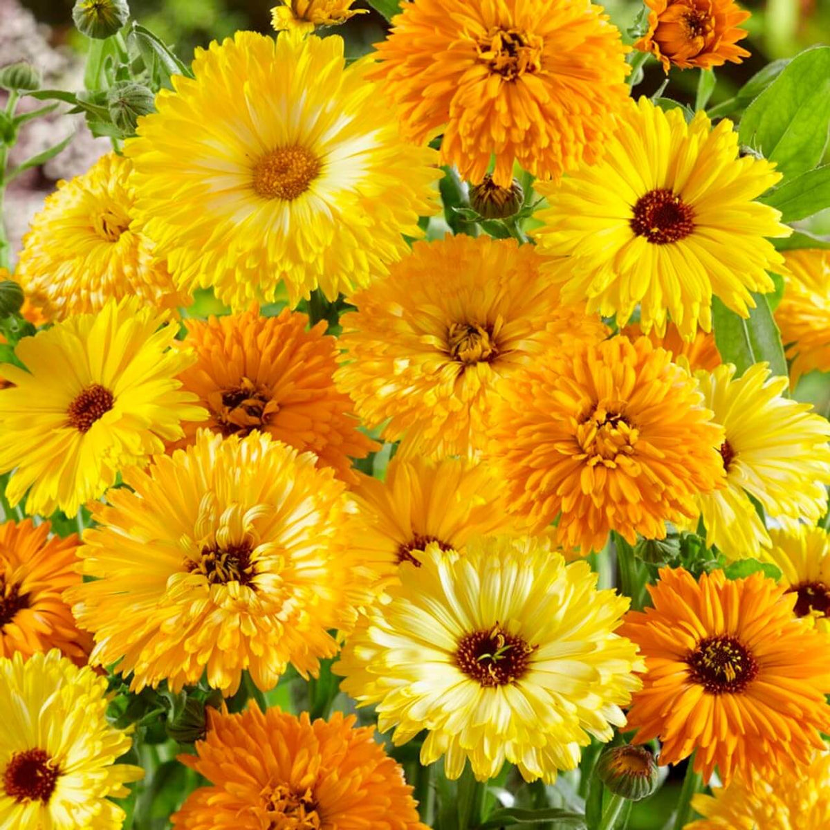 Fancy Mix Calendula plant