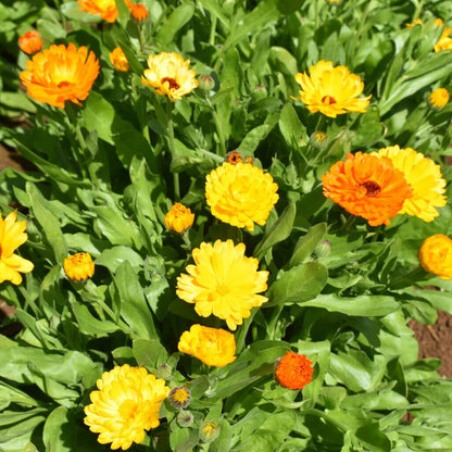 Fancy Mix Calendula plant