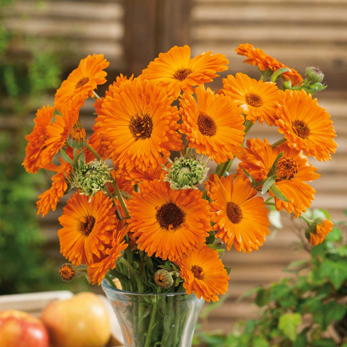 Geishe Girl Calendula plant