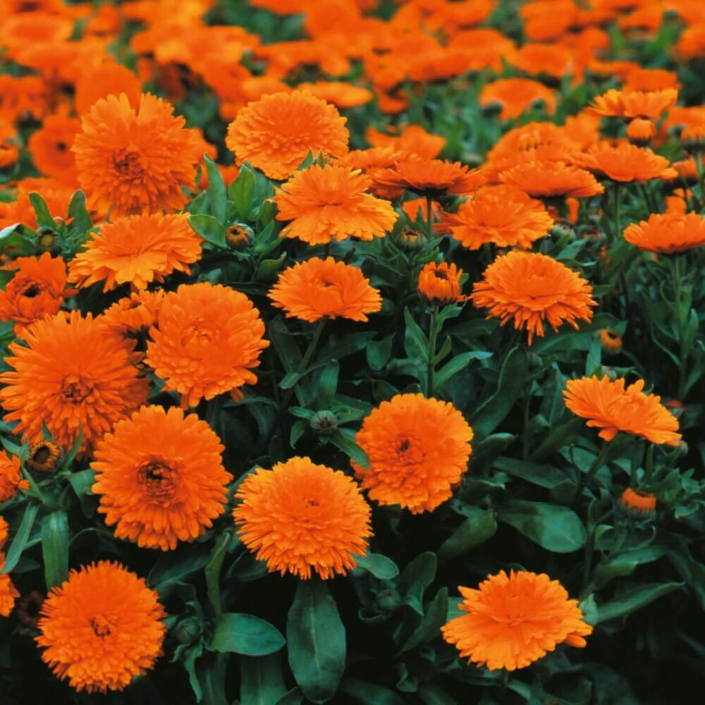 Geishe Girl Calendula plant