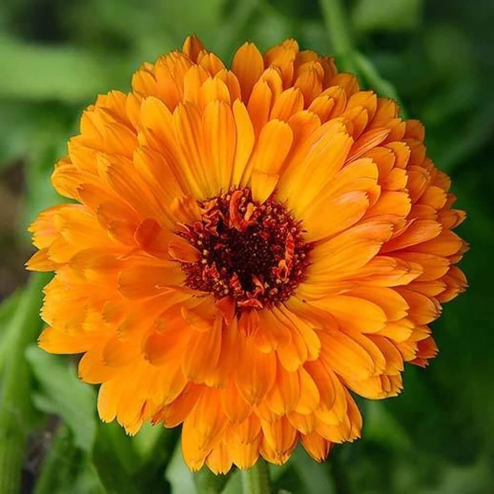 Calendula plant