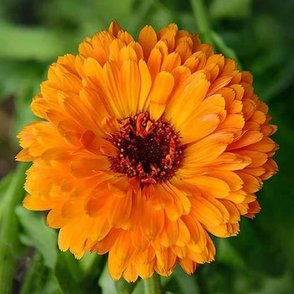 Calendula plant
