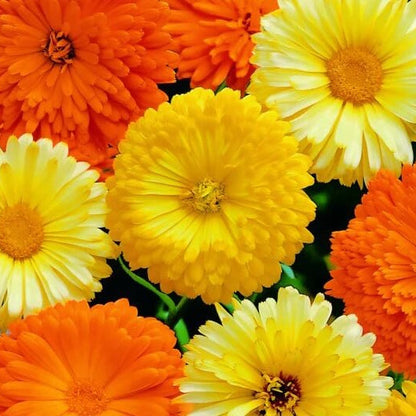 Calendula plant
