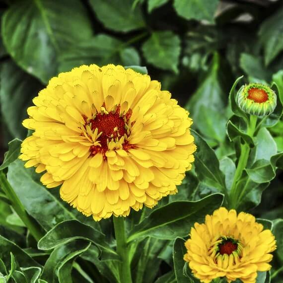 Calendula plant