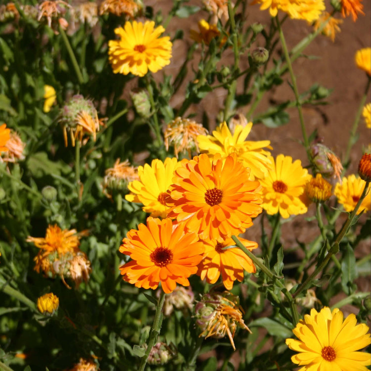 Fancy Mix Calendula plant