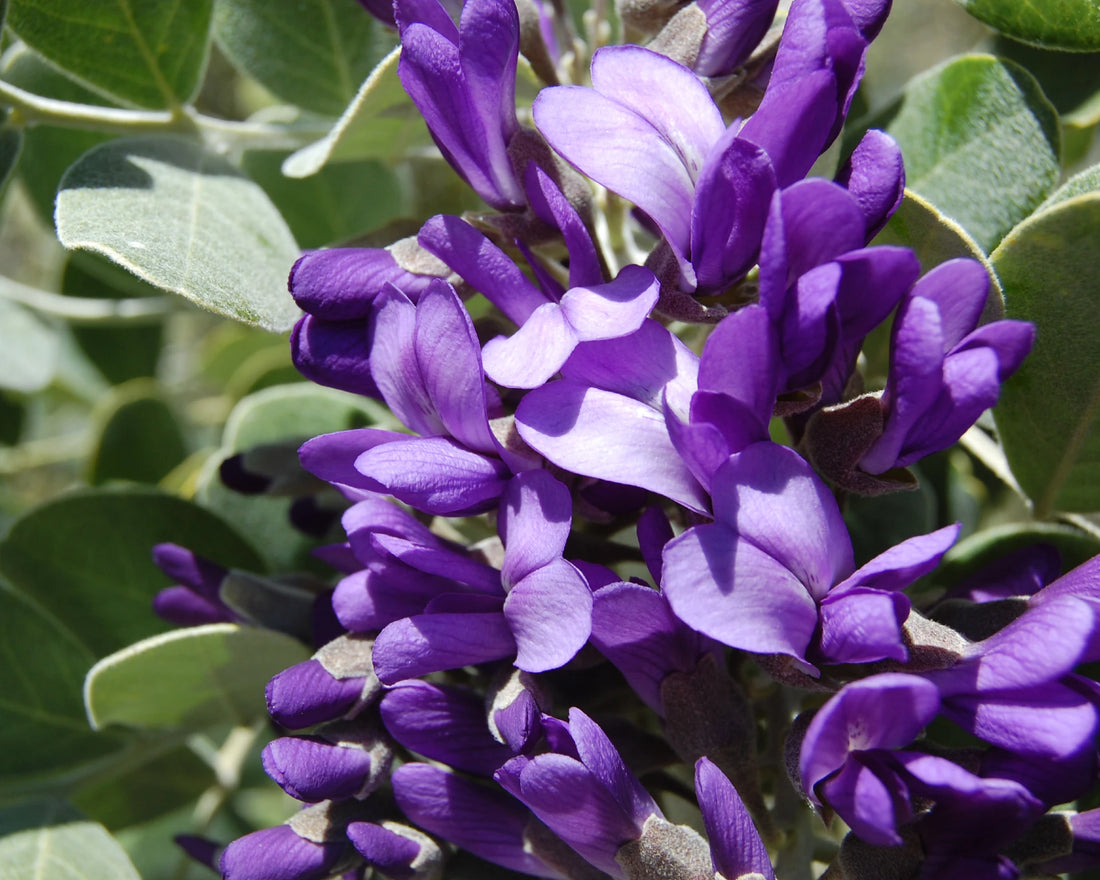 Sophora Secundiflora flower seeds