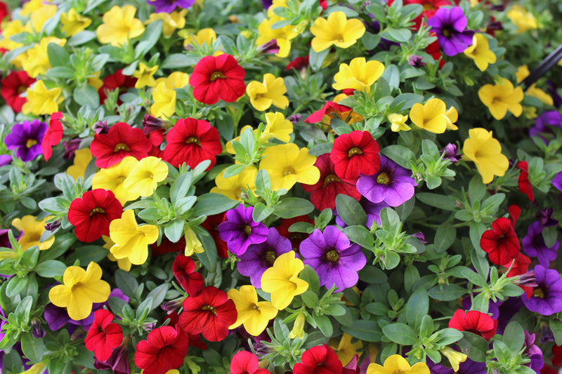 Mixed Calibrachoa and Petunia Flower Seeds for Planting – Heirloom Non-GMO Garden Seeds