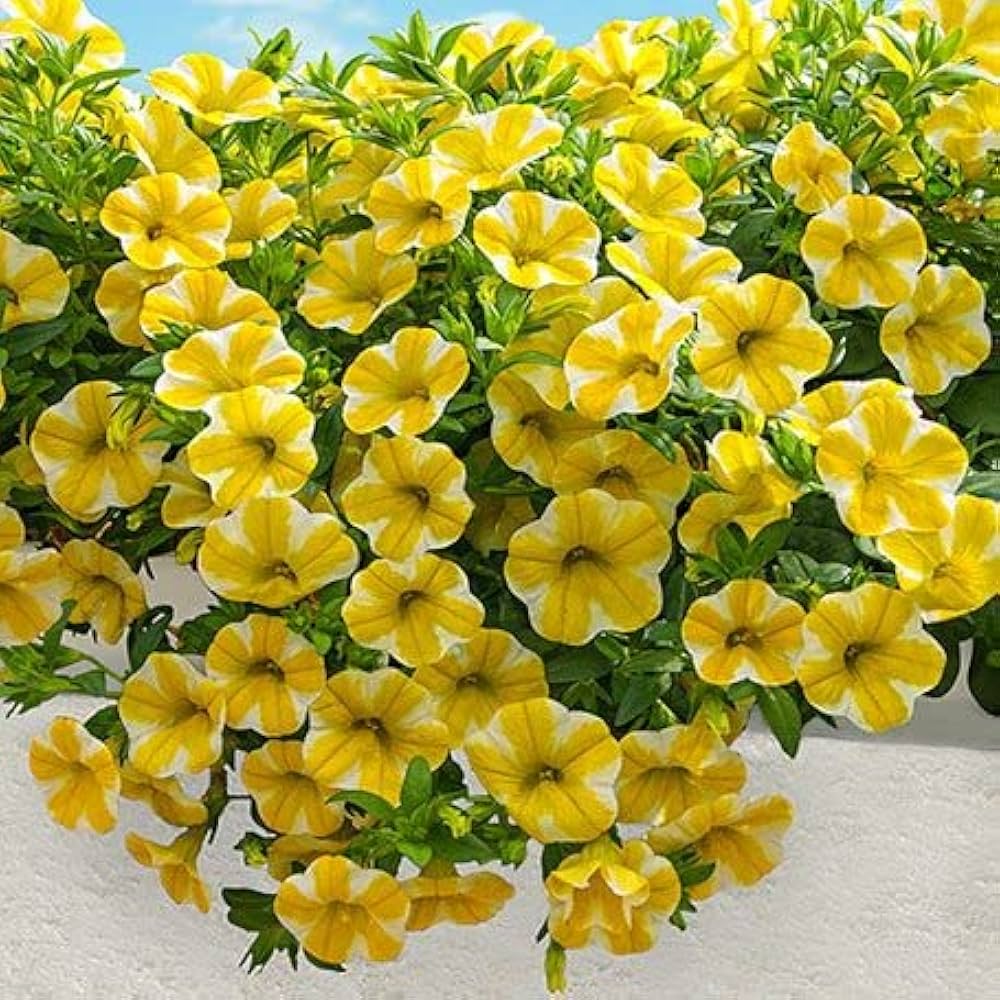 Yellow Calibrachoa flower seeds
