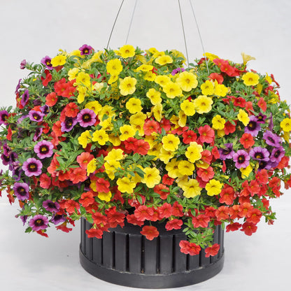 Million Bells Calibrachoa plant