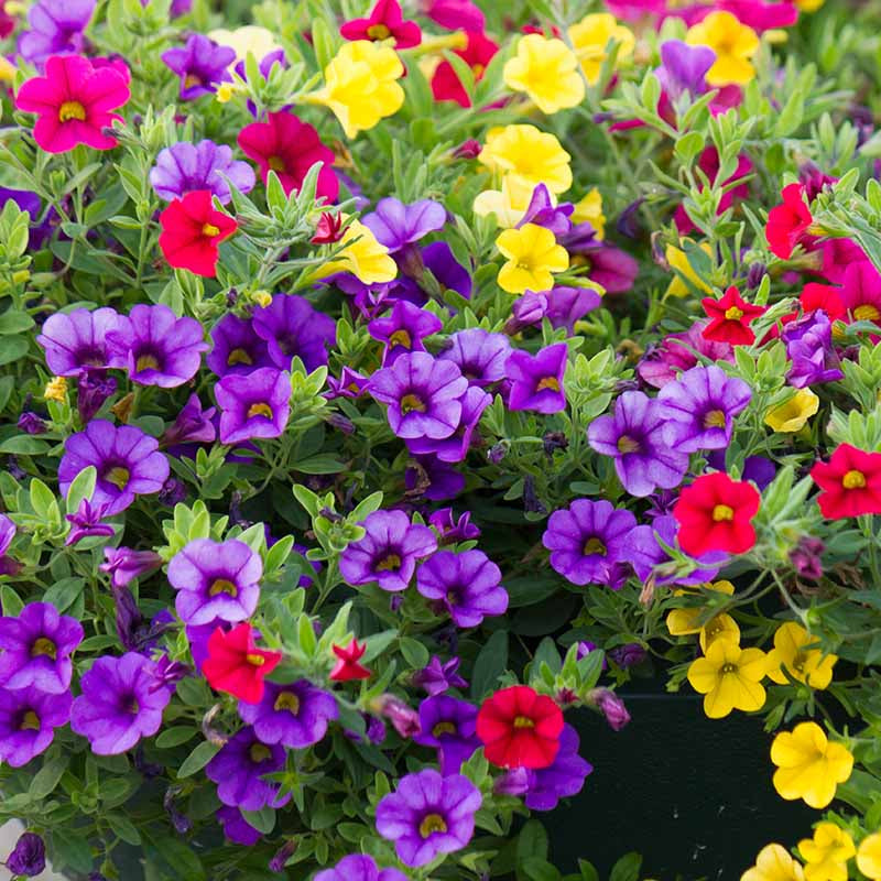 Mini Petunia Calibrachoa plant
