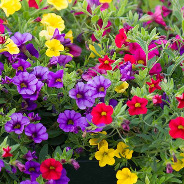 Calibrachoa Petunia plant