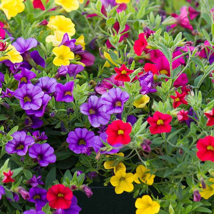 Calibrachoa Petunia plant