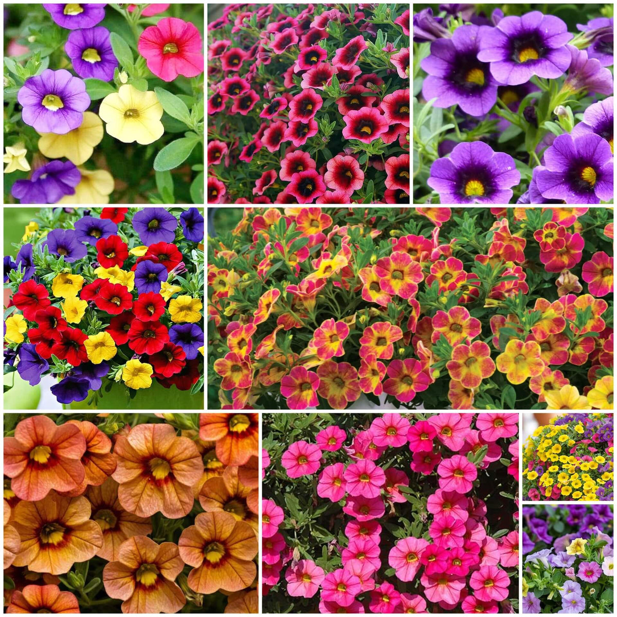 Calibrachoa plant